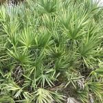 Saw Palmetto
